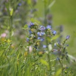 Wildflowers