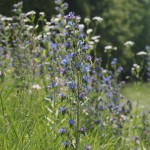 Wildflowers