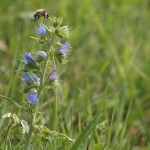 Wildflowers