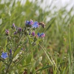 Wildflowers