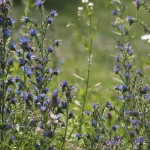 Wildflowers