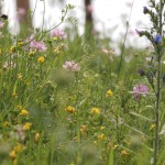 Wildflowers