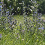 Wildflowers