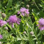Wildflowers