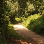 Shady Path