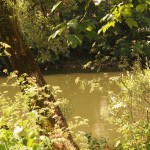 Peaceful Danube