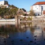 Ducks in Passau